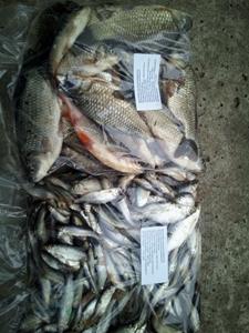 Bílá ryba 1kg RYBASPOL