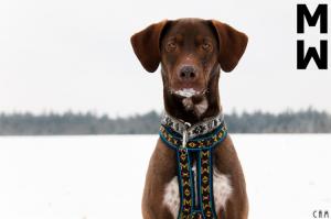 ManMat Postroj HOUND, indriánská modrá, vel L