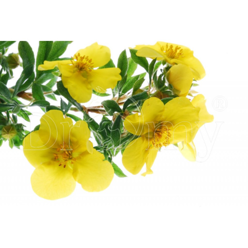 Dromy Pupalkový olej 200 ml