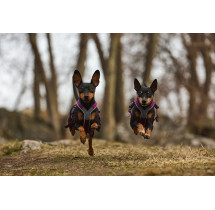 Non-stop dogwear postroj LINE HARNESS 5.0