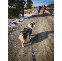 Non-stop dogwear Touring Bungee vodítko 2 metry - Modrozelené